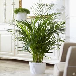 Properly Care for ALL of Your Houseplants – My List of Lists