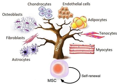 Properties of mesenchymal stem cells  MSC . The MSC is ...