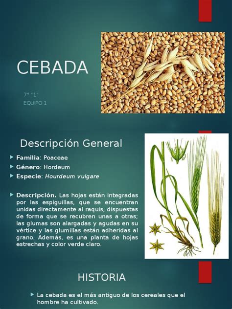 Propiedades de La Cebada y Sus Beneficios | PDF | Cebada | Cereales