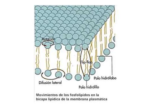 Propiedades de la membrana plasmatica: Fluidez YouTube