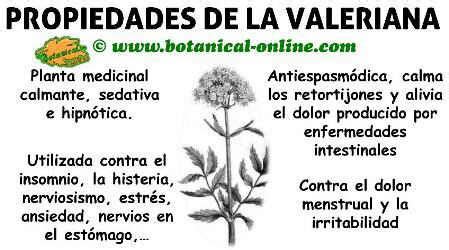 Propiedades de la valeriana | Hierbas curativas, Plantas ...