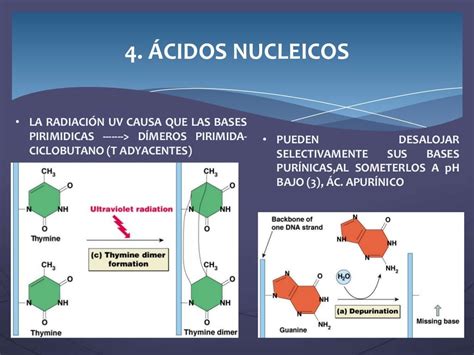 Propiedades de los ácidos nucleicos