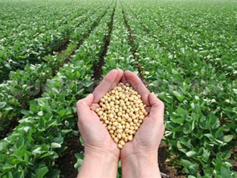 Proponen incrementar producción de soya