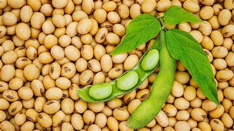 Pros y contras de la soja en nuestra dieta Nutrición ACTUAL FruVeg