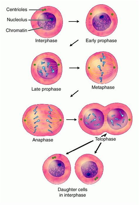 Proses Mitosis | Nafisabio2008 s Blog