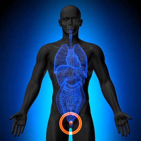 Próstata   Anatomia Masculina Dos órgãos Humanos   Opinião Do Raio X ...