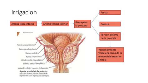 Próstata: Anatomía