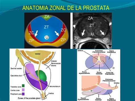 Prostata Anatomía