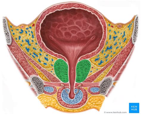 Prostate Lymph Drainage Usmle   Best Drain Photos Primagem.Org