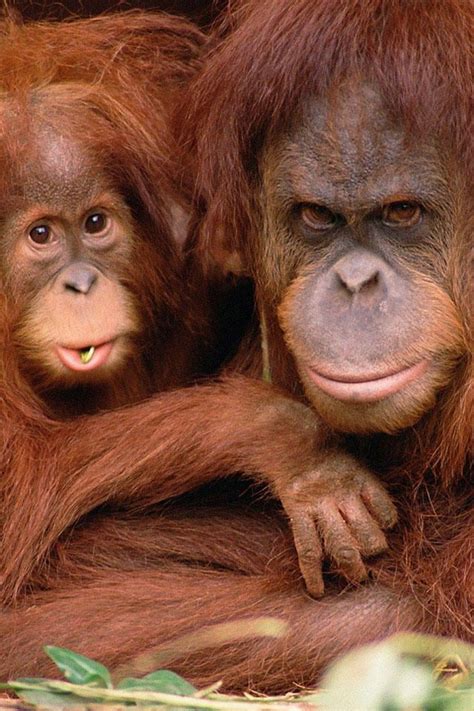 Protective mother | Deb s Monkey Business | Orangutan ...