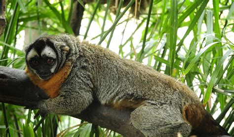 Protegerán 15 especies de monos en situación de amenaza en el Perú ...