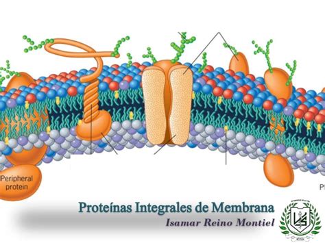 Proteinas integrales de membrana