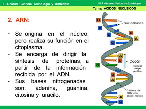 Proteínas y ácidos nucleicos