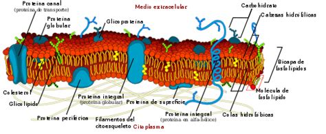 Proteínas y carbohidratos de membrana   Wikipedia, la ...