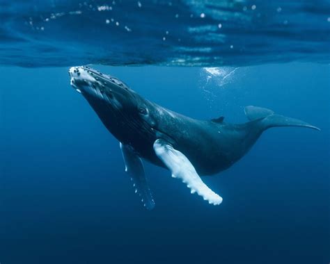 Protejamos a las Ballenas por un mundo mejor    Taringa!