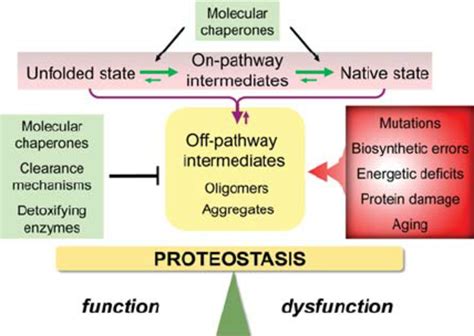 Proteostasis and proteome stability. Proteostasis ...