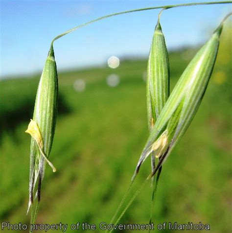 Province of Manitoba | agriculture   Wild Oats