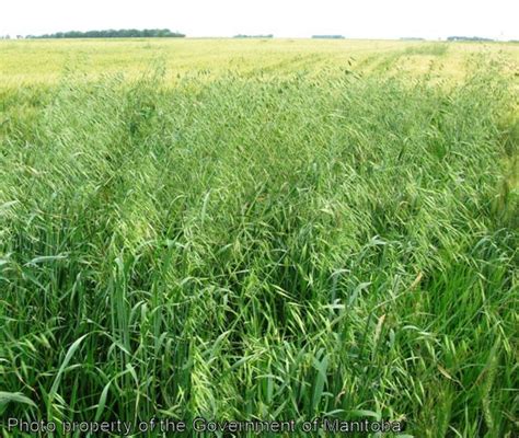 Province of Manitoba | agriculture   Wild Oats