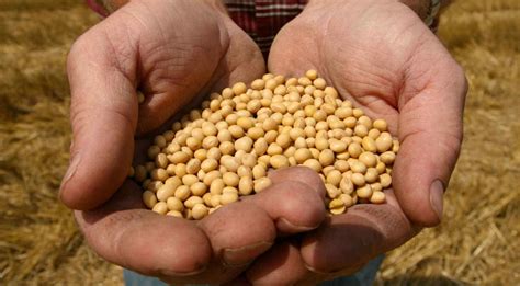 Proyectan una siembra récord de soja: 20,6 millones de hectáreas | La Voz