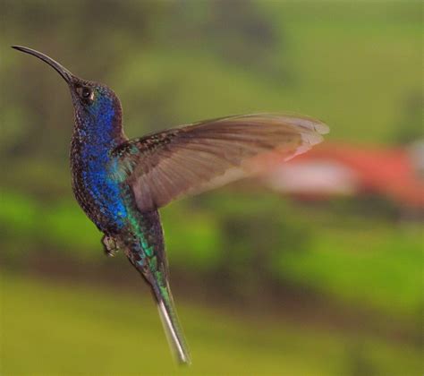 Proyecto Colibríes: Mis Fotos de colibríes Campylopterus hemileucurus ...