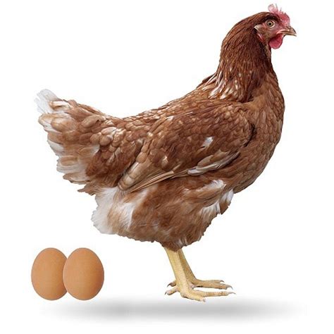 Proyecto cría de gallinas ponedoras y pollos  | Posot Class