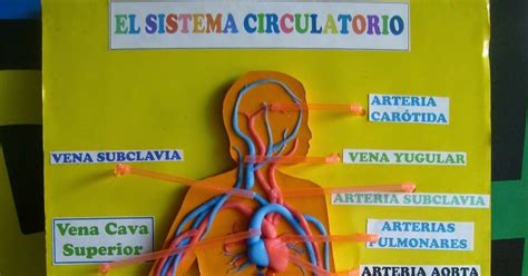 PROYECTOS 4º PRIMARIA EL TALLER : El sistema circulatorio ...