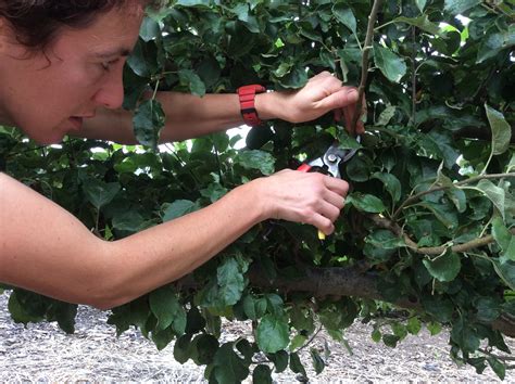 Pruning Espalier and Fan Fruit Trees  London    The Orchard Project