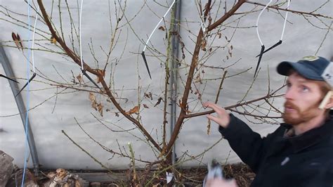 Pruning peach tree for espalier in the greenhouse   YouTube