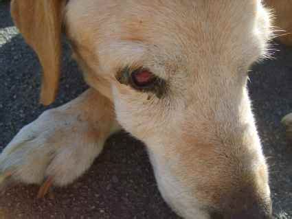 PSICOLMASCOT: El bulto en la cara de un perro es ...