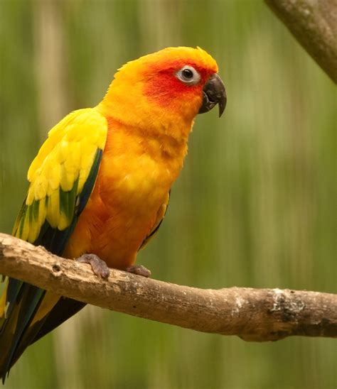 Psittaciformes   Parrots, Parakeets, Macaws, Cockatoos ...