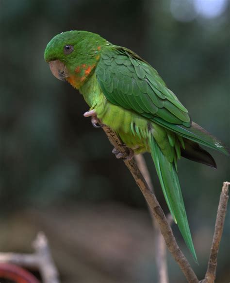 Psittaciformes   Parrots, Parakeets, Macaws, Cockatoos ...