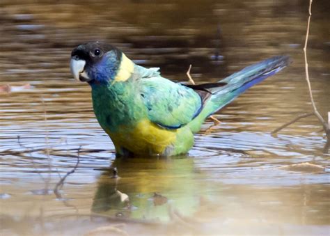 Psittaciformes   Parrots, Parakeets, Macaws, Cockatoos ...