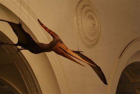 Pteranodon | InfoAnimales