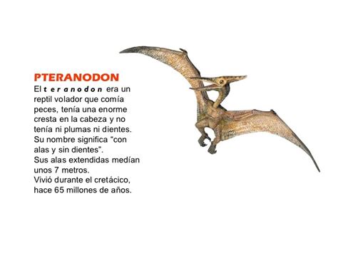Pteranodón   La Webquest de los Dinosaurios