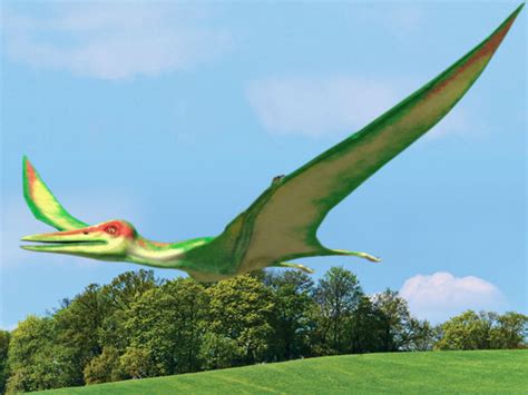 Pterosaurios, Dinosaurios Voladores | Fotosdelanaturaleza.es