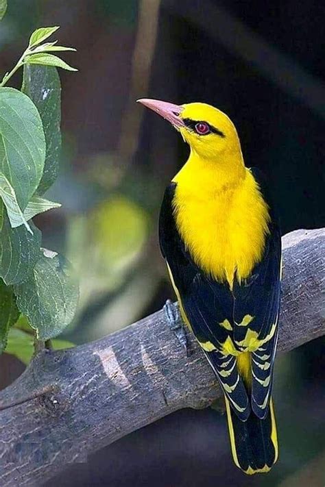 Publication de Moments and Memories | Fotos de aves, Pájaro amarillo ...