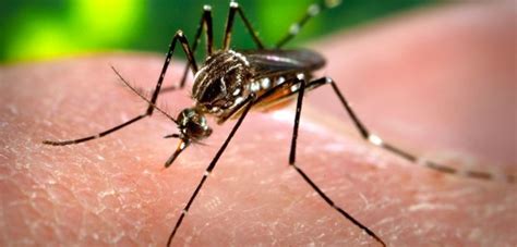 Puebla: Combate con 4 pasos el dengue, zika y chikungunya