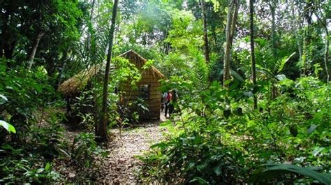 Pueblos precolombinos dieron forma a la actual selva amazónica