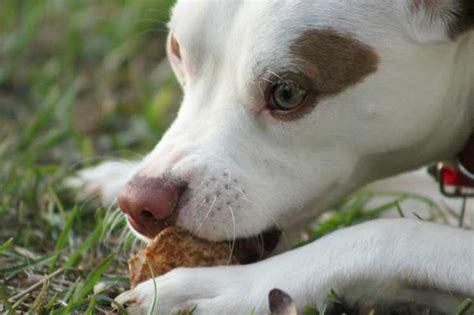 ¿Puede el perro comer palomitas de maíz? Que saber sobre esta comida ...