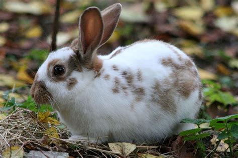 ¿Pueden los conejos comer avena?   Cuanto viven los animales