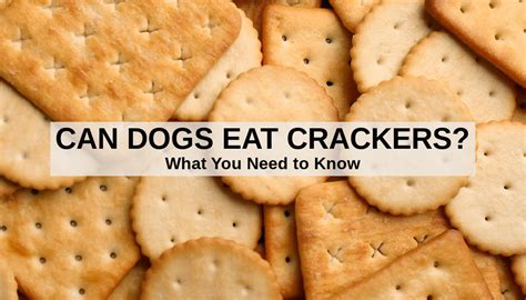 Pueden los perros comer galletas saladas? Lo que hay que saber sobre ...