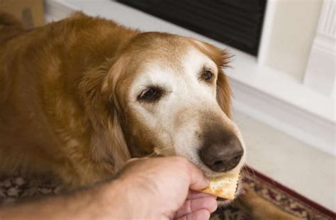 ¿Pueden los perros comer galletas? La respuesta definitiva del experto ...