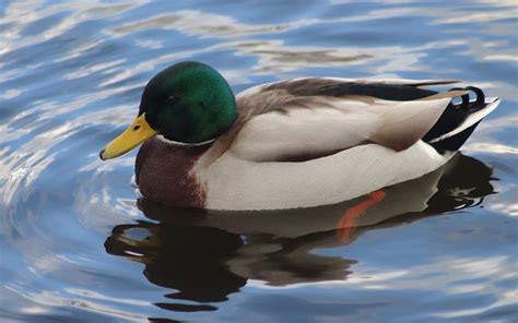 ¿Pueden volar los patos? | Patos salvajes y domésticos   Consejos para ...