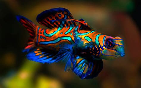 puesto 5 pez mandarin 10 peces preciosos para tu acuario