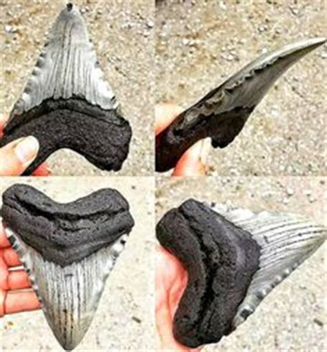 Puffer Fish Fossil Mouth Plate for Sale from Prehistoric ...