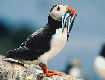 Puffin | The Life of Animals