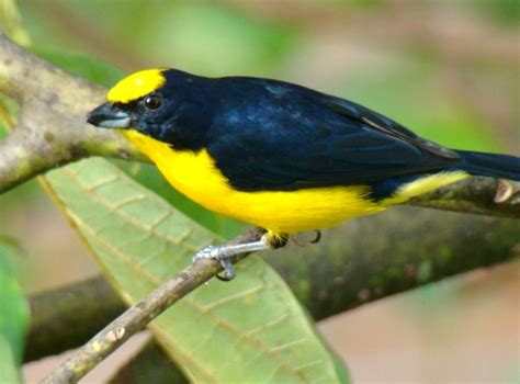 Pulmón Verde de Bucaramanga: Pajaro Amarillo y Negro