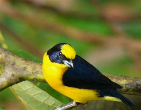 Pulmón Verde de Bucaramanga: Pajaro Amarillo y Negro