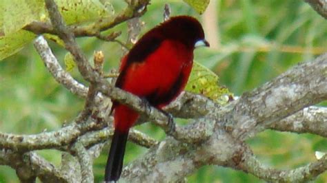 Pulmón Verde de Bucaramanga: Pajaro Rojo y Negro