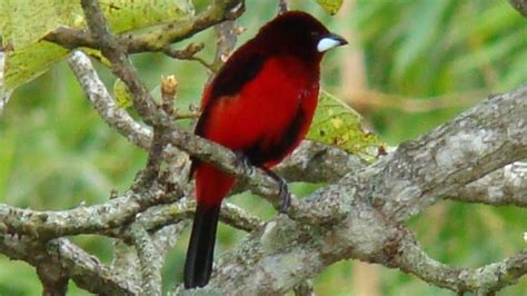 Pulmón Verde de Bucaramanga: Pajaro Rojo y Negro